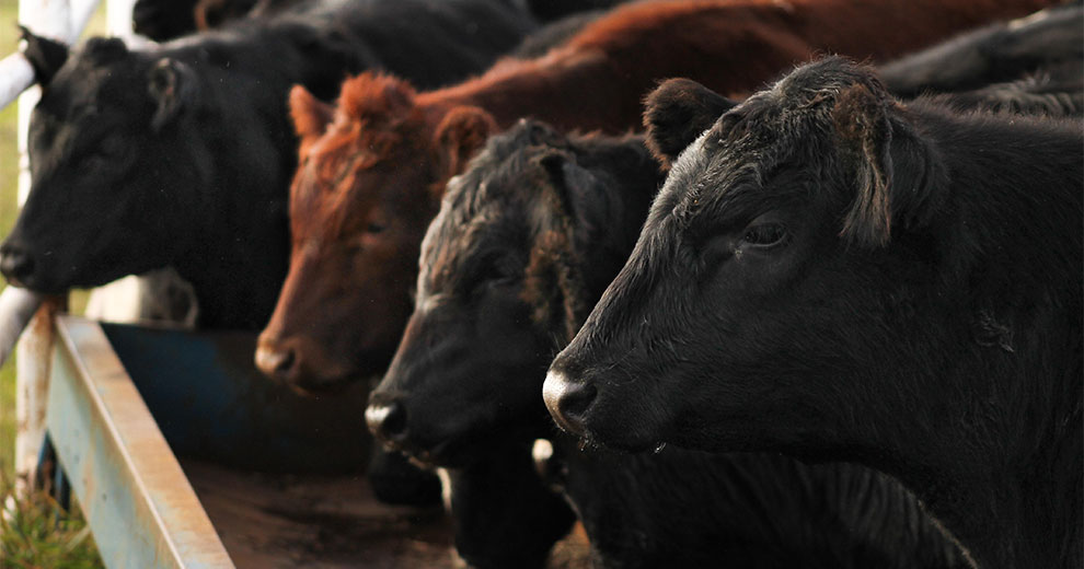 Cows eating hay from a trough